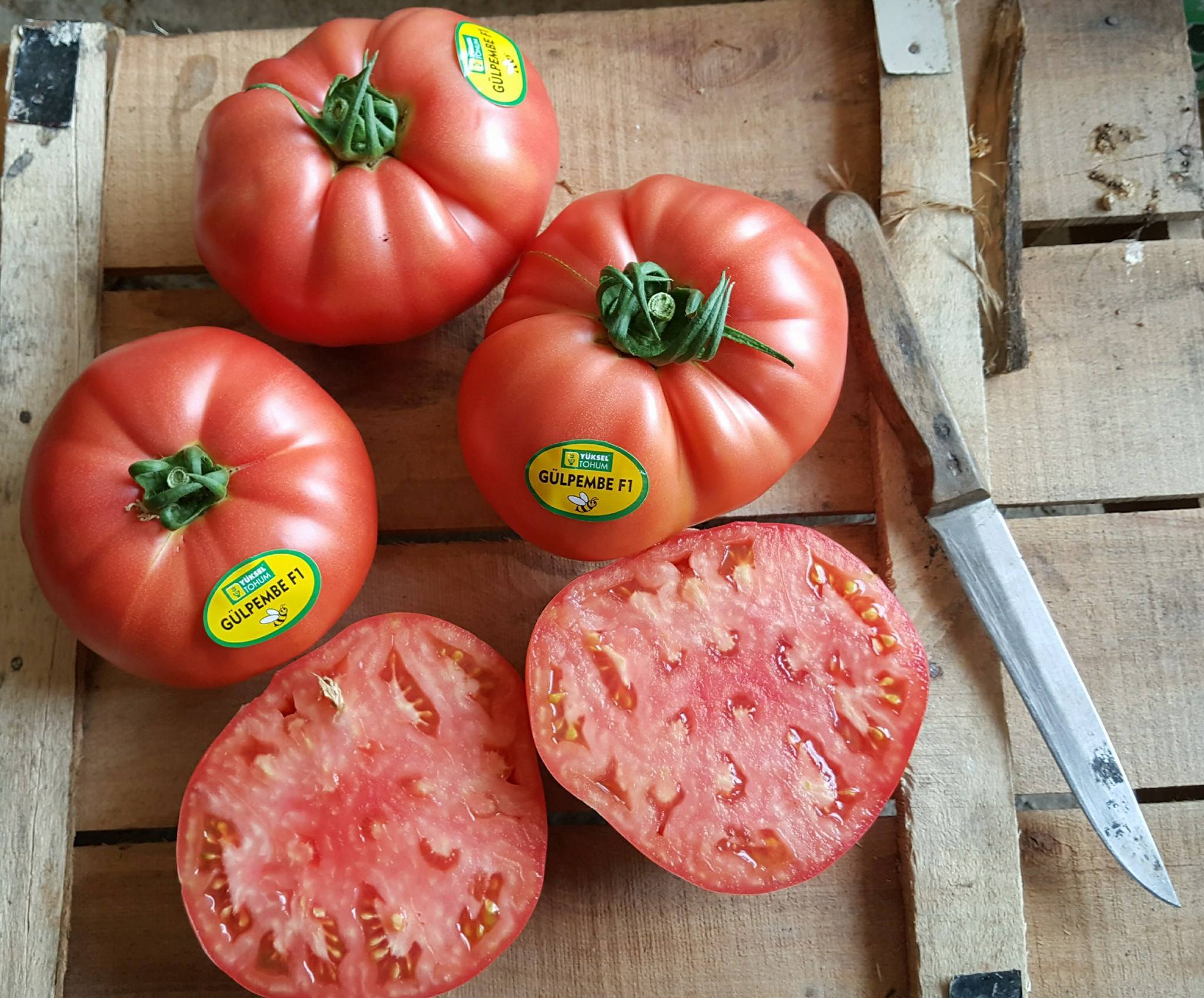 Aşılı Gülpembe F1 Pembe Domates Fidesi