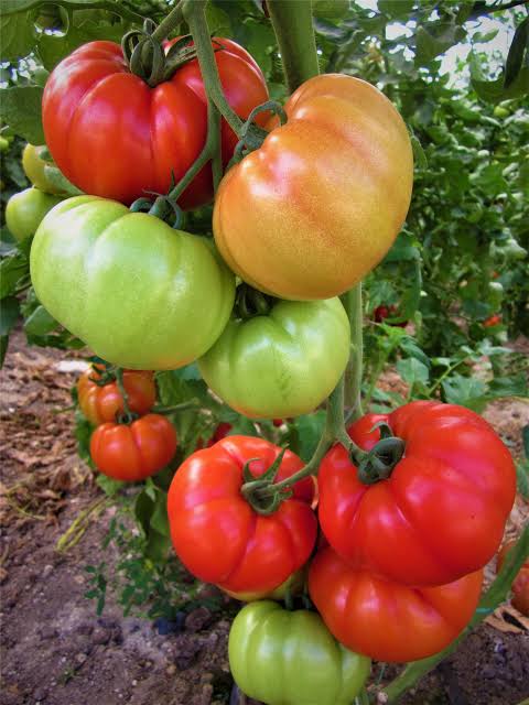 Bufalo F1 Beef Domates Fidesi