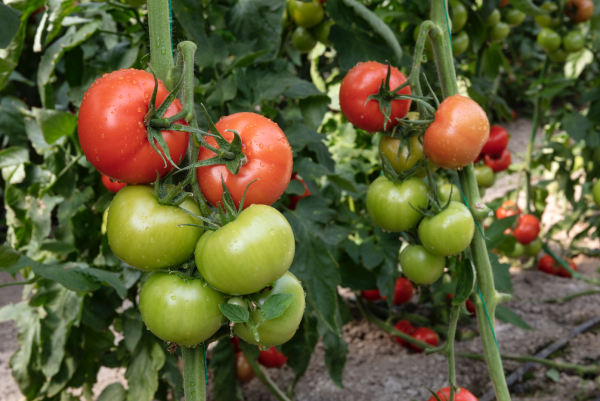 Adel F1 Sırık Domates Fidesi