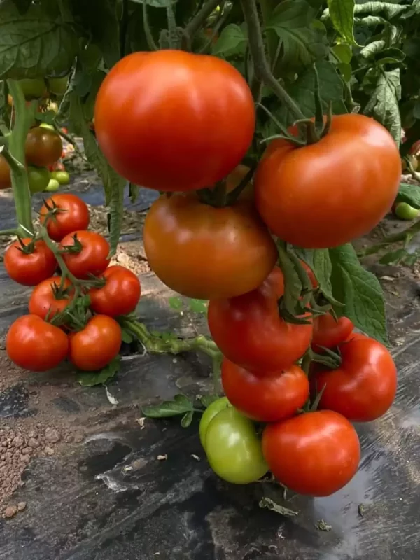 Aşılı Torry F1 Domates Fidesi