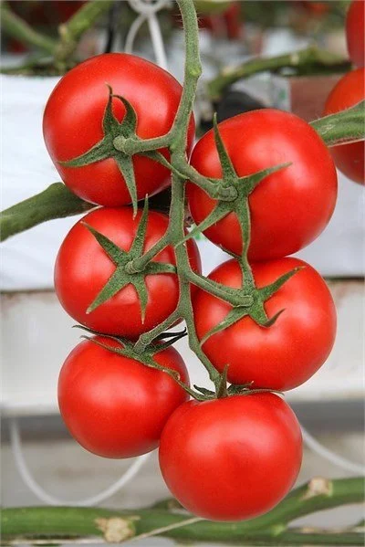 Merkür F1 Sırık Domates Fidesi