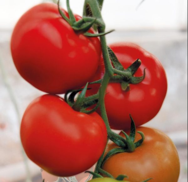 Veyron F1 Sırık Domates Fidesi