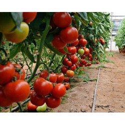 Kızılkaya F1 Sırık Domates Fidesi