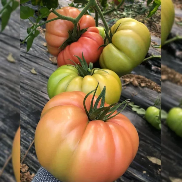 Ergen F1 Sırık Pembe Köy Domates Fidesi