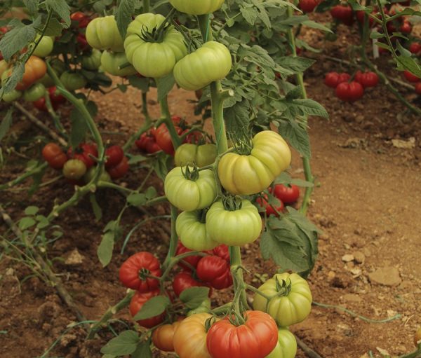 Pembeköy F1 Oturak Pembe Köy Domates Fidesi