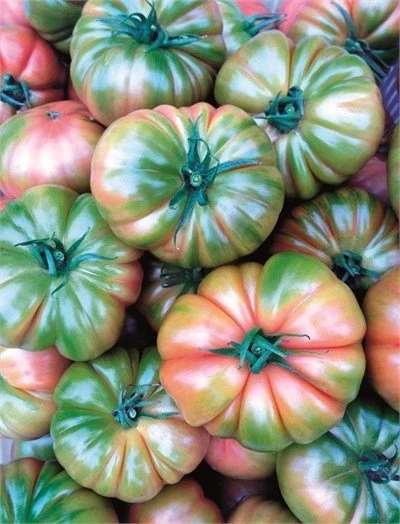 Yükselköy F1 Köy Domates Fidesi