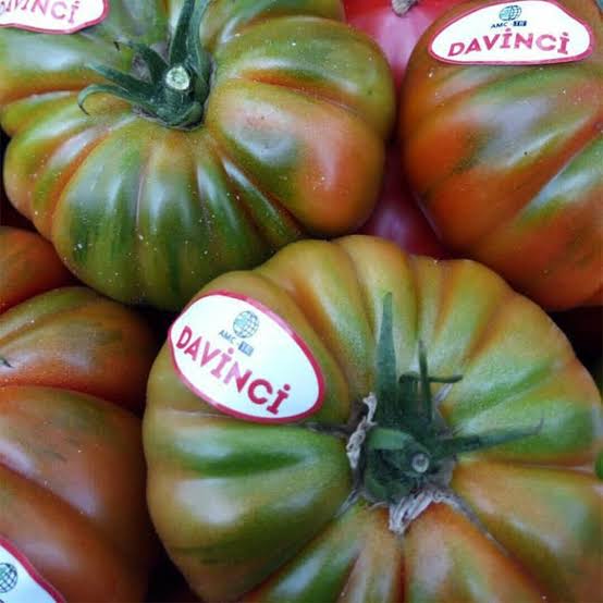 Davinci F1 Köy Domates Fidesi