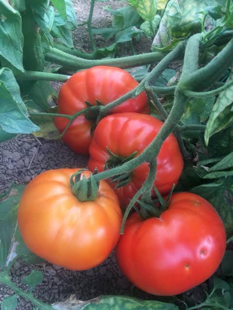 Lapçin F1 Köy Domates Fidesi