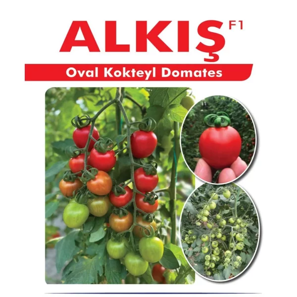 Alkış F1 Kokteyl Domates Fidesi