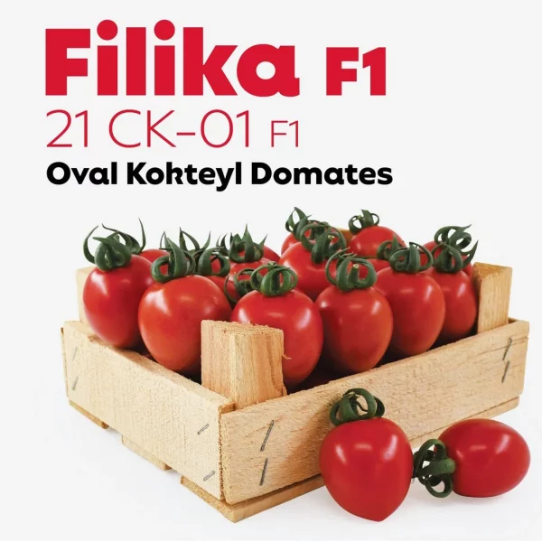 Aşılı Filika F1 Domates Fidesi