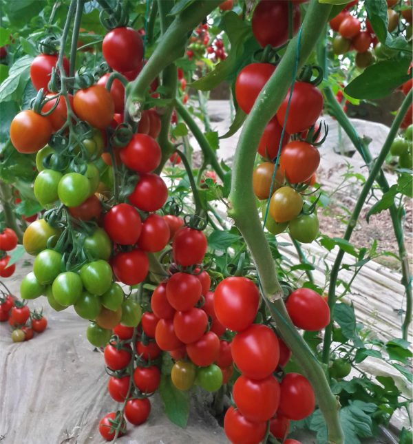 Aşılı Trend F1 Kokteyl Domates Fidesi