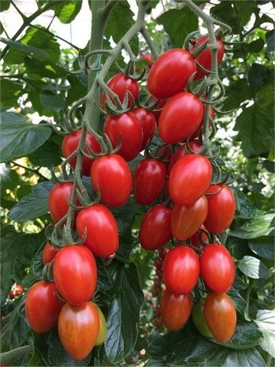 Flores F1 Kokteyl Domates Fidesi