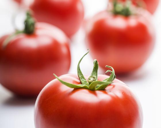 Joker F1 Oturak Domates Fidesi