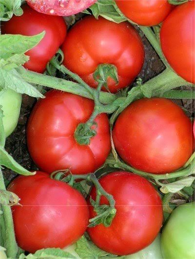 Cuma F1 Oturak Domates Fidesi