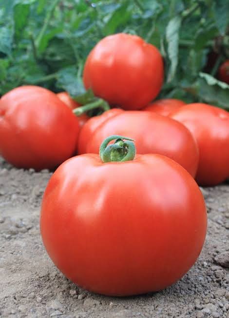 H-2274 Oturak Domates Fidesi