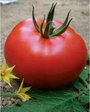 Benal F1 Oturak Domates Fidesi