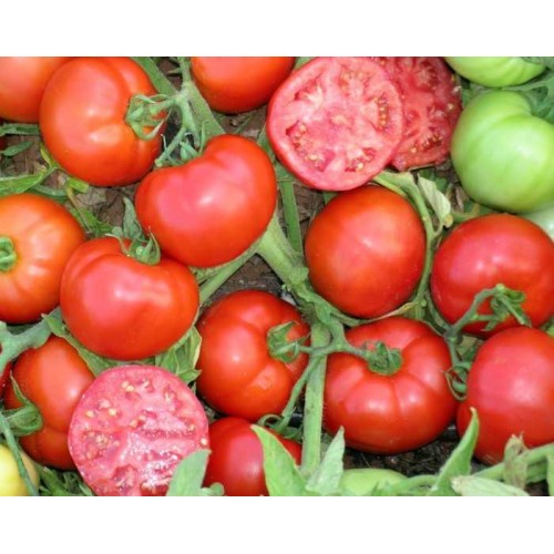 Marmara F1 Oturak Domates Fidesi