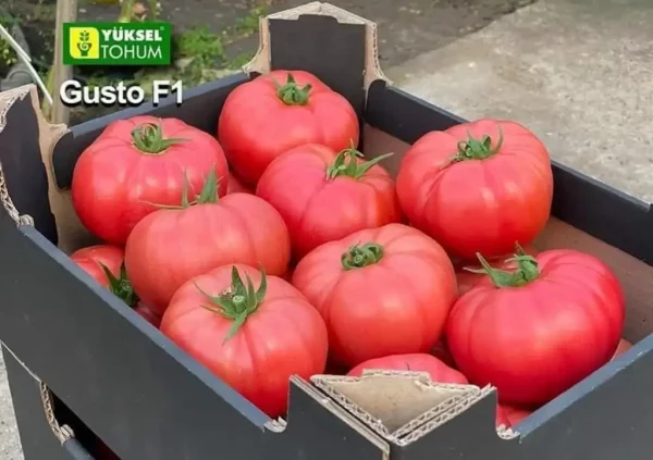 Gusto F1 Sırık Pembe Domates 