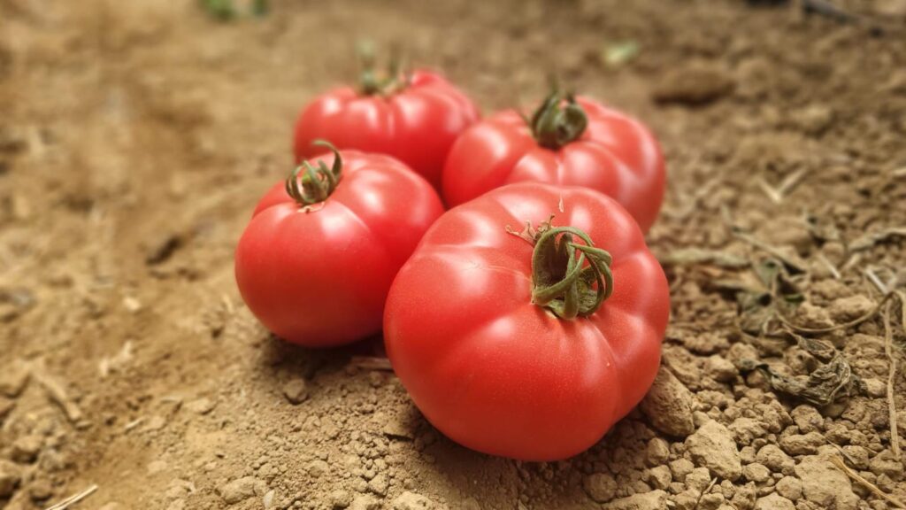 Pembesultan F1 Köy Tipi Pembe Domates Fidesi
