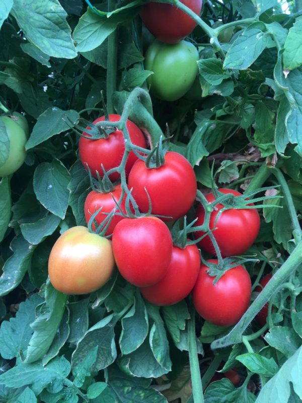 Ziynet F1 Salçalık Domates Fidesi