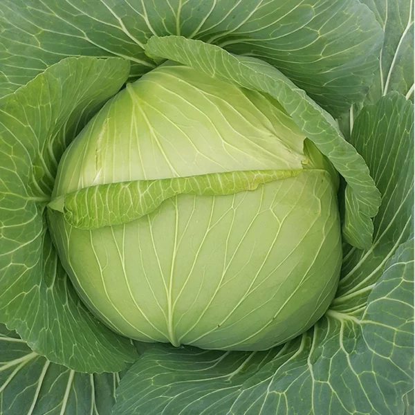 Lades F1 (AG-3208) Beyaz Lahana Fidesi