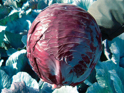 Pedro F1 Kırmızı Lahana Fidesi