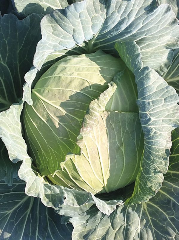 Süper Pamir F1 Beyaz Lahana Fidesi