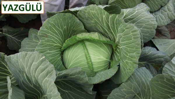 Yazgülü F1 Beyaz Lahana Fidesi