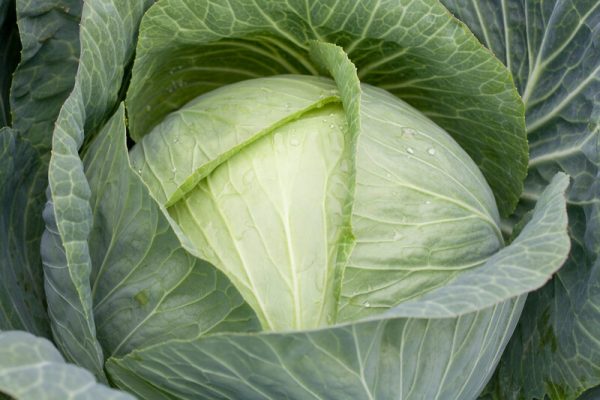 Zuleima F1 Beyaz Lahana Fidesi