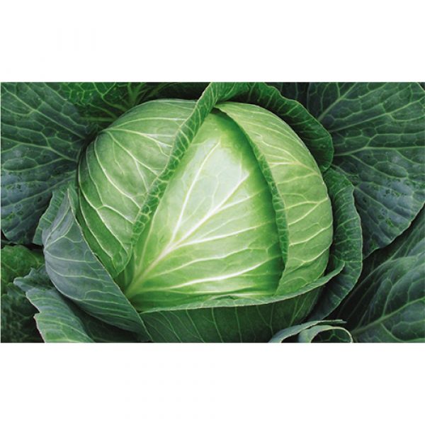 Megathon F1 Beyaz Lahana Fidesi