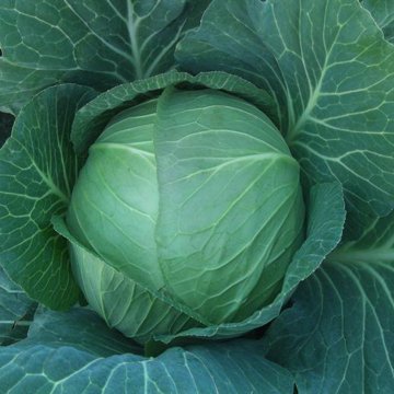 Ören F1 Beyaz Lahana Fidesi