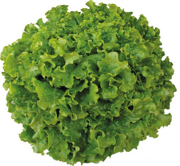 Campania Kıvırcık Marul Fidesi