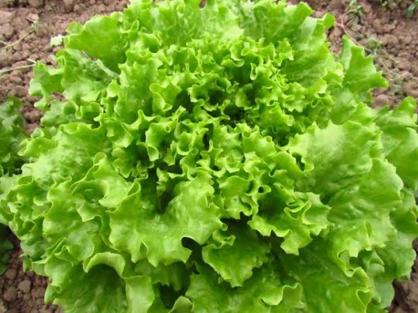 Caipira Kıvırcık Marul Fidesi