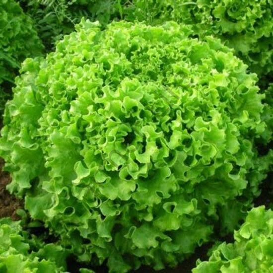 Fiyonk Kıvırcık Marul Fidesi