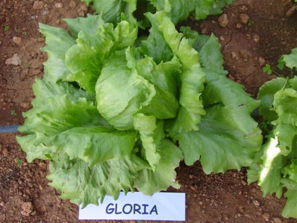 Gloria Iceberg Marul Fidesi