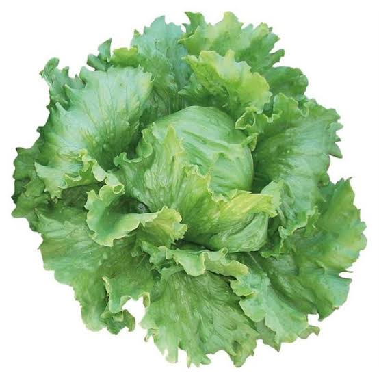 Papiro Iceberg Marul Fidesi