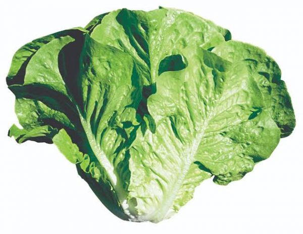 Presidential Yedikule Marul Fidesi