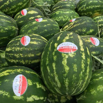 Aşılı Anthem F1 Karpuz Fidesi
