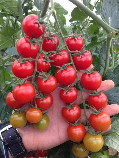 Aşılı Elika F1 Kokteyl Domates Fidesi