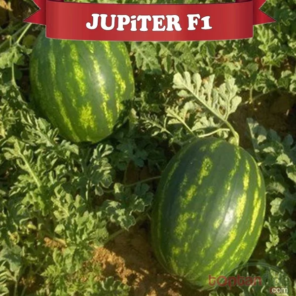 Aşılı Jüpiter F1 Karpuz Fidesi