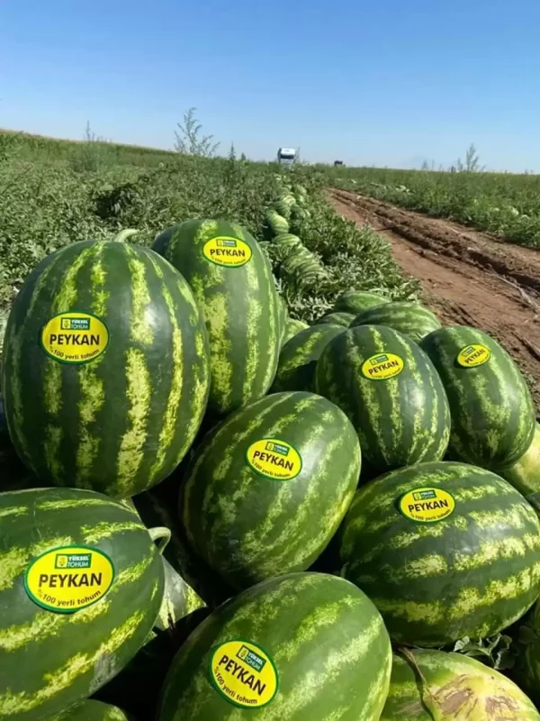 Aşılı Peykan F1 Karpuz Fidesi
