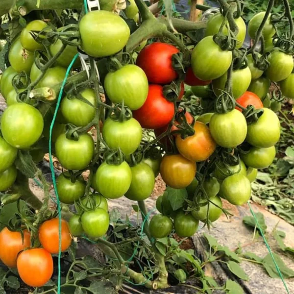 Aşılı Seyit F1 Kokteyl Domates Fidesi