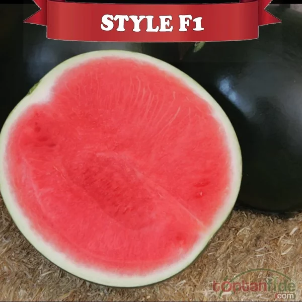 Aşılı Style F1 Siyah Karpuz Fidesi