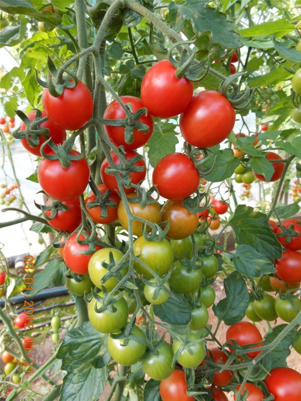 Aşılı Verty F1 Kokteyl Domates Fidesi