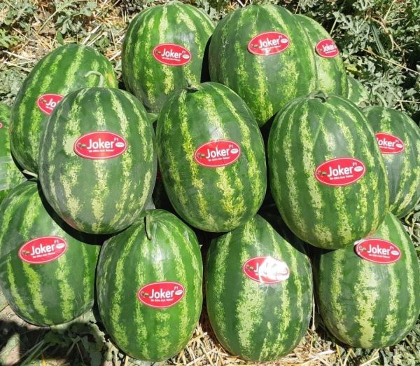 Aşılı Joker F1 Karpuz Fidesi