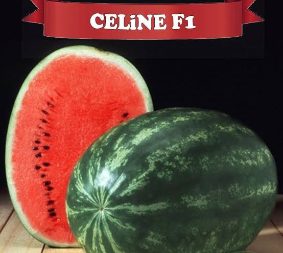 Aşılı Celine F1 Karpuz Fidesi
