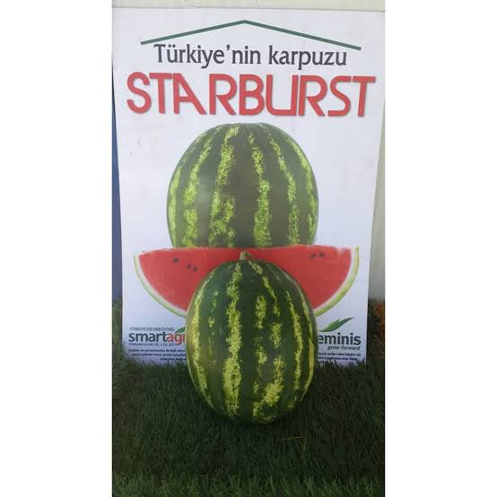 Aşılı Starburst F1 Karpuz Fidesi