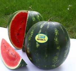 Aşılı Üstün F1 Karpuz Fidesi