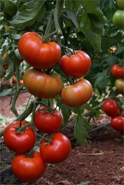 Aşılı Tybif F1 Beef Domates Fidesi